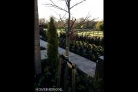 Nieuwe beplanting in voortuin