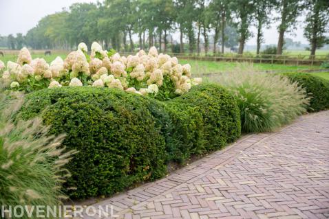 Border met hortensia's, siergras en taxus