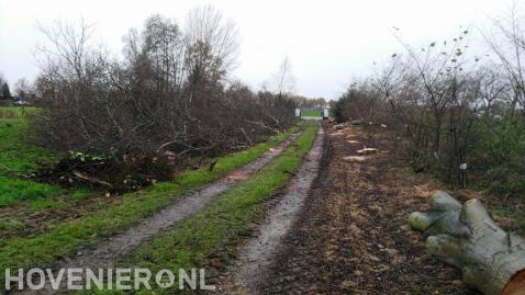 Bomen langs oprit verwijderen