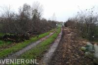 Bomen langs oprit verwijderen