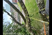 Connect Boomverzorging