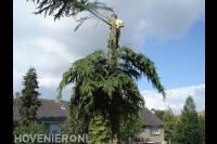 Boom kappen met klimtechnieken 2