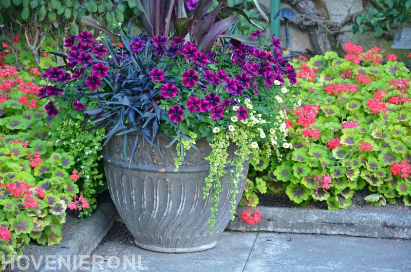 Hoveniersbedrijf Mario Schelling