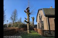 Snoeien van monumentale leilindes
