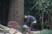 Boom vellen met kettingzaag