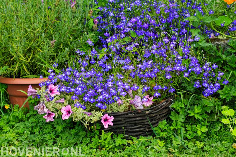 Hoveniersbedrijf L.J. Poldervaart