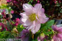 Helleborus orientalis of winterroos in stadstuin-florera.nl