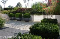 Vormsnoei van buxus in moderne tuin