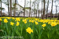Gele narcissen