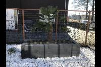 Palmboom in plantenbak voor hedera schutting