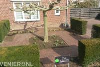 Grote dakplataan in voortuin