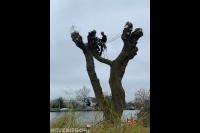 Ridderhof Boomverzorging