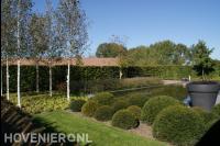 Snoeien van haagplanten in bolvormen