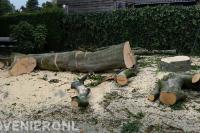 Gekapte boom in stukken zagen