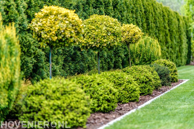 Van der Loo Hoveniers