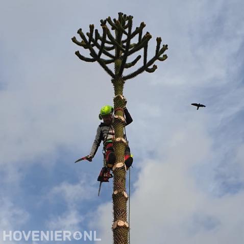 Apenboom kappen mbv klimtechnieken