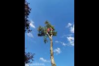 Boom kappen met behulp van klimtechnieken