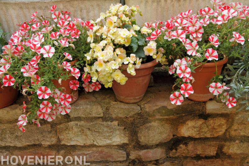 Hoveniersbedrijf Jordaan