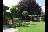 Bolcatalpa's langs strak gemaaid gazon