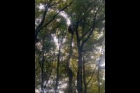 Boom kappen met behulp van klimtechnieken 2