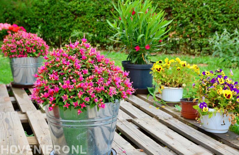 Hoveniersbedrijf Indigo