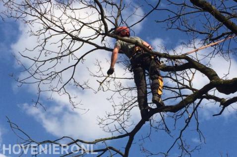 Boom snoeien mbv klimtechnieken