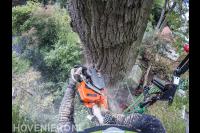 Boom kappen met klimtechnieken 2