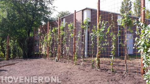 Schutting van betongaas met klimop