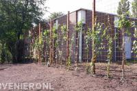 Schutting van betongaas met klimop