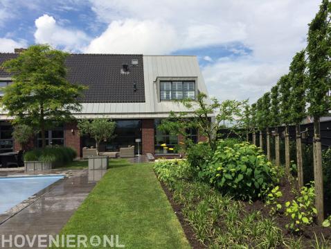 Moderne tuin met zwembad en leibomen