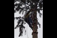 Boom kappen met behulp van klimtechnieken 1