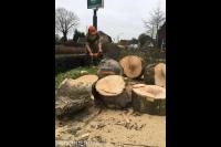 Boomstam in stukken zagen met kettingzaag