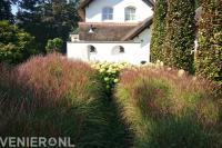 Siergras en witte hortensia's