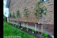 Border aanplanten met leibomen