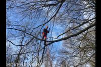 Boom snoeien met behulp van klimtechnieken