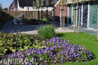Achtertuin met schutting van wilgentenen en leibomen