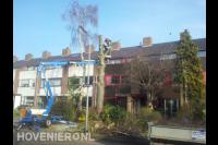 Boom kappen met hoogwerker