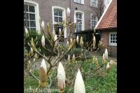 Hoveniersbedrijf Joël Breedveld