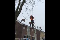 Boom snoeien mbv klimtechnieken 3