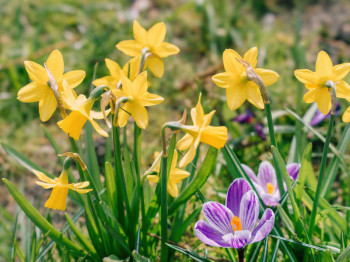 Het hele jaar bloemen in de tuin: slim planten met bloembollen