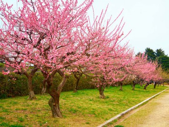 Bloeiende bomen