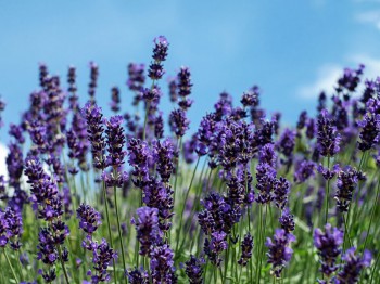 Lavendel snoeien