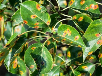 Roest op planten bestrijden