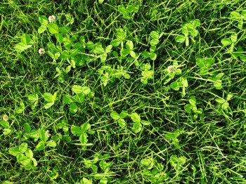 Klaver in gras & gazon