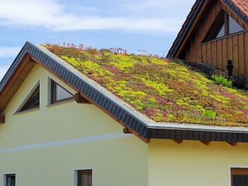 Groen dak aanleggen