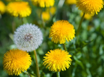 Paardenbloem bestrijden en verwijderen