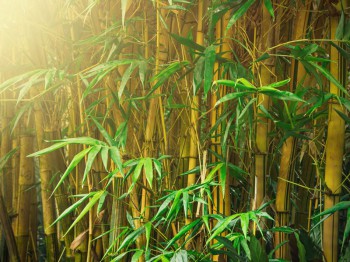 Bamboe verwijderen