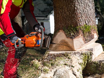 Bomen kappen: wel of geen vergunning?