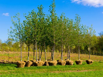 Bomen planten