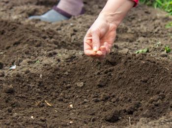 Zelf zaaien in de tuin: zo geeft u planten een goede start